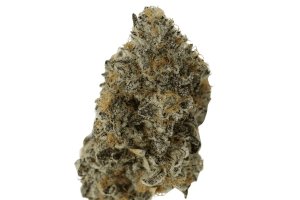 ADREX Mother 24 KI-Z CAN